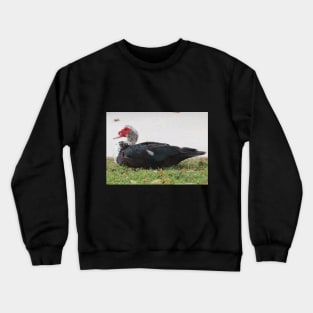 Not The Most Beautiful Duck Crewneck Sweatshirt